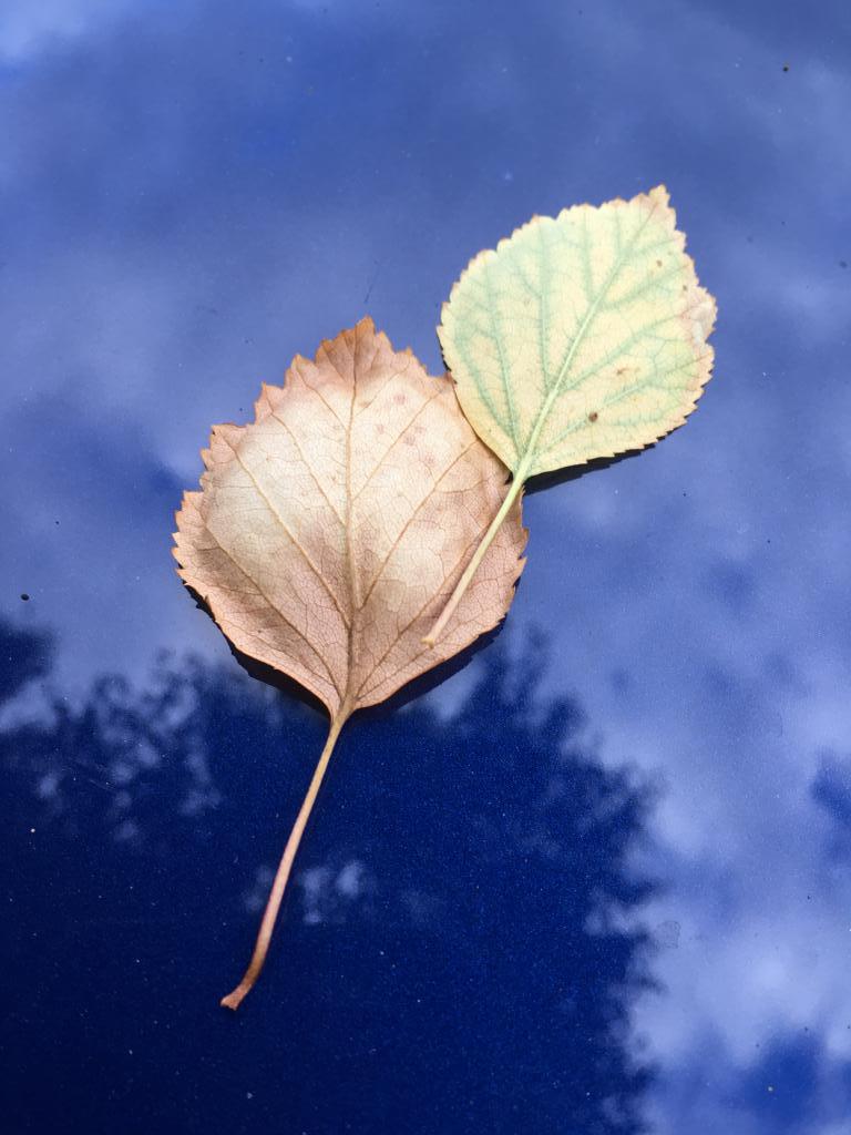 IMG_9818.JPG